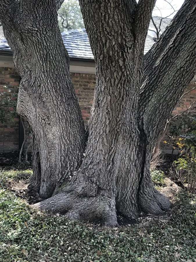 Mature heritage tree close to a Carson City property cared for by certified arborists